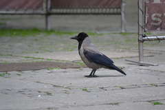 Corvus cornix