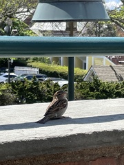 Passer domesticus