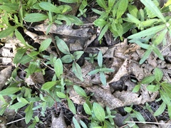 Silene lemmonii