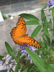 Euptoieta hegesia