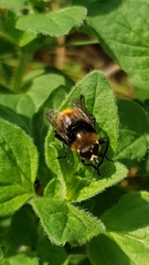 Merodon equestris