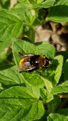Merodon equestris