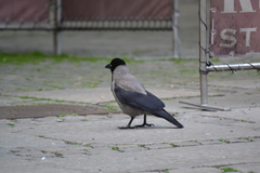 Corvus cornix
