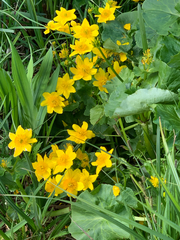 Caltha palustris