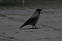 Corvus cornix