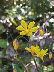 Vancouveria chrysantha