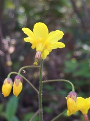 Vancouveria chrysantha