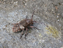Mesosa nebulosa