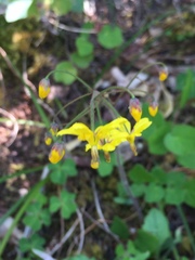 Vancouveria chrysantha