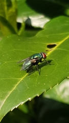 Lucilia sericata