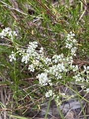 Polygonella polygama polygama