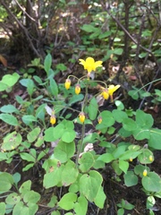 Vancouveria chrysantha