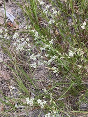 Polygonella polygama polygama