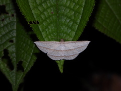 Heteralex rectilineata