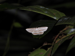 Heteralex rectilineata