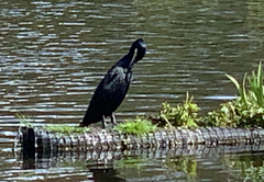 Phalacrocorax carbo