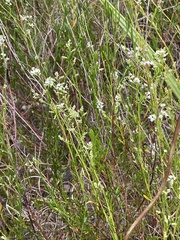 Polygonella polygama polygama