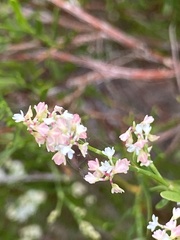 Polygonella polygama polygama