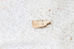 Stibaromacha ratella