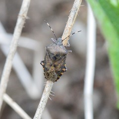 Rhaphigaster nebulosa