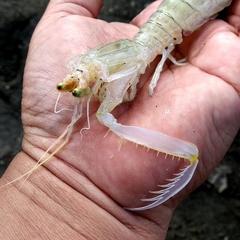 Harpiosquilla raphidea