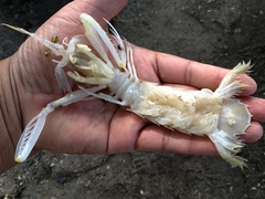 Harpiosquilla raphidea