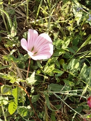 Malope malacoides