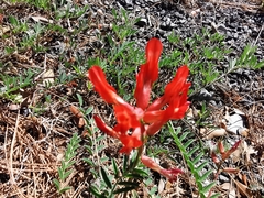 Astragalus sanguineus