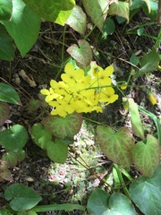 Epimedium × versicolor