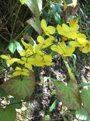 Epimedium × versicolor