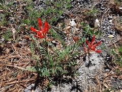 Astragalus sanguineus