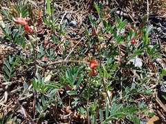Astragalus sanguineus