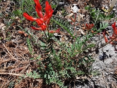 Astragalus sanguineus