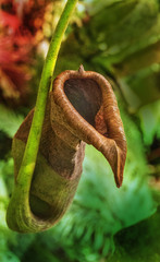 Nepenthes truncata