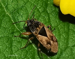 Trapezonotus ullrichi