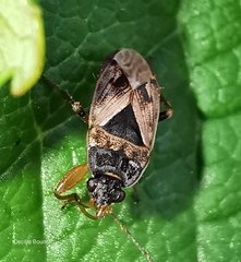 Trapezonotus ullrichi