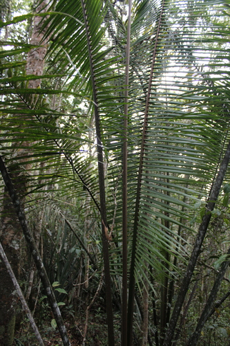 Image of Ravenea louvelii by (c) Michael A. Alcorn, some rights reserved (CC BY)