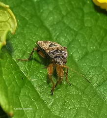 Trapezonotus ullrichi
