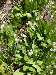 Primula meadia