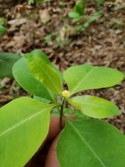 Asclepias variegata