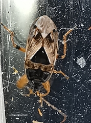 Trapezonotus ullrichi