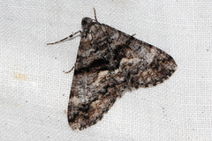 Gastrinodes argoplaca