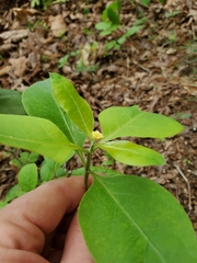 Asclepias variegata
