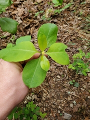 Asclepias variegata
