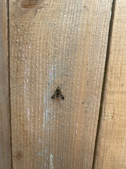 Synanthedon acerrubri