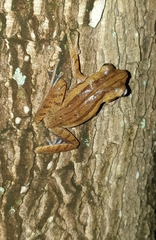 Polypedates leucomystax