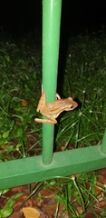 Polypedates leucomystax