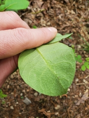 Asclepias variegata