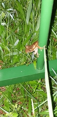 Polypedates leucomystax