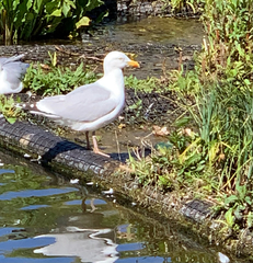 Larus argentatus